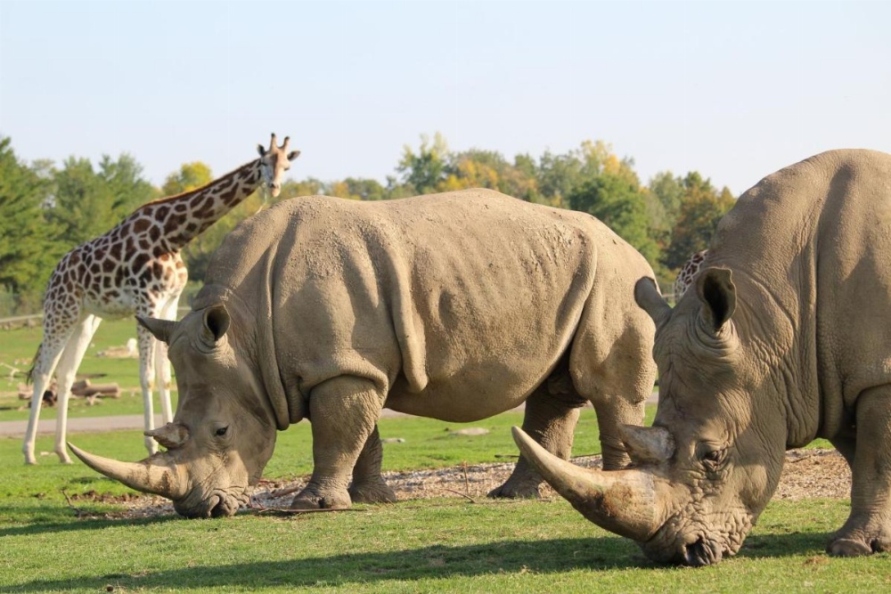 Staybridge Suites Hamilton - Downtown